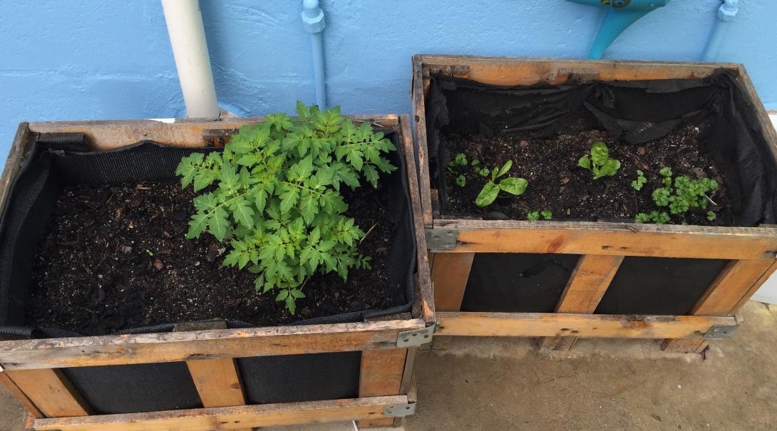 A small vegetable garden planted by Projects Abroad interns during their nutrition internship in South Africa. Pictured is a small vegetable garden planted by Projects Abroad interns during their nutrition internship in South Africa.